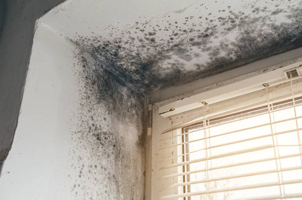 Trusted Attic Mold Removal service in Lavallette, NJ - Cheap Mold Removal